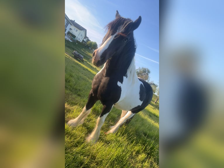 Irish Sport Horse Mix Gelding 9 years 15,1 hh Pinto in Büdingen