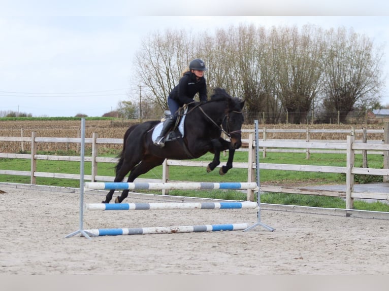 Irish Sport Horse Gelding 9 years 15,2 hh Black in Bogaarden