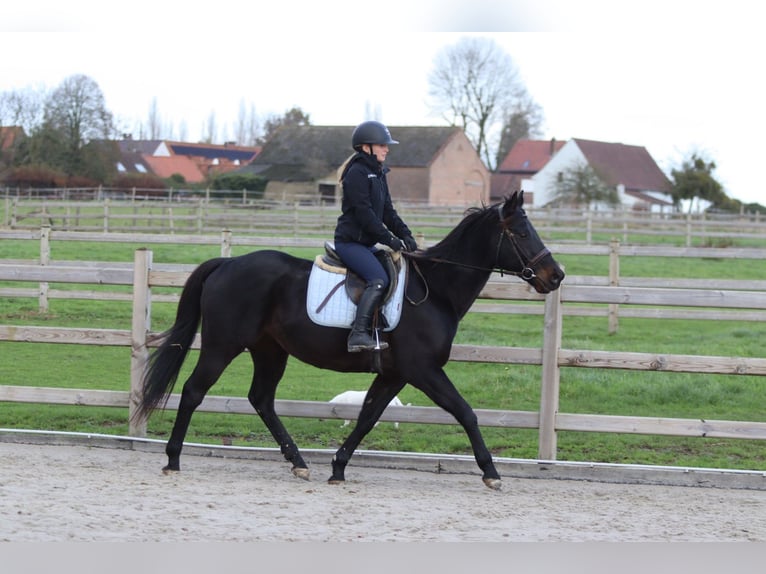 Irish Sport Horse Gelding 9 years 15,2 hh Black in Bogaarden