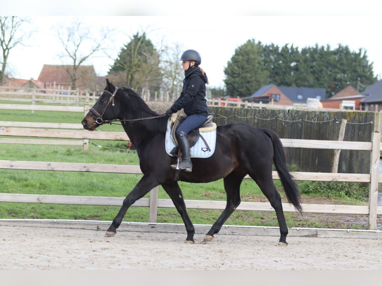 Irish Sport Horse Gelding 9 years 15,2 hh Black in Bogaarden