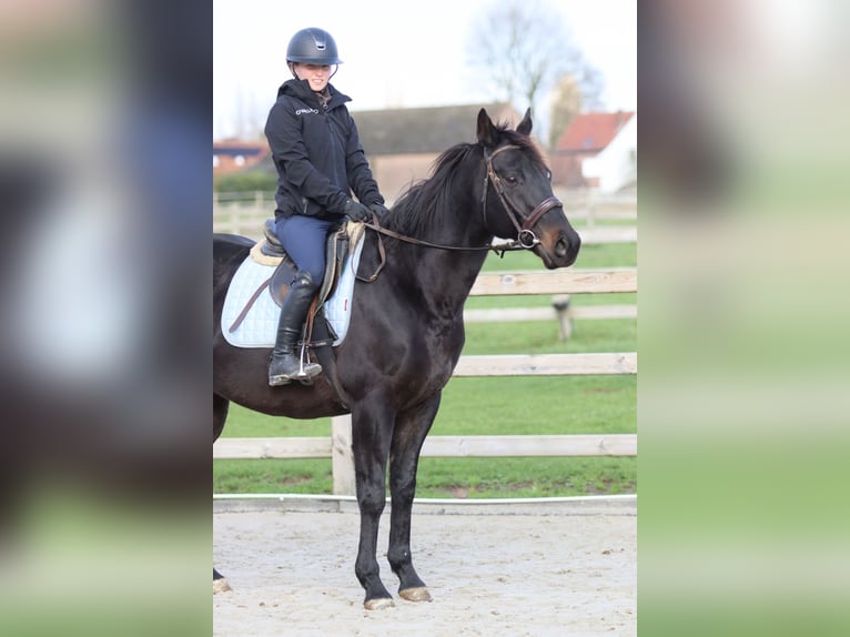 Irish Sport Horse Gelding 9 years 15,2 hh Black in Bogaarden