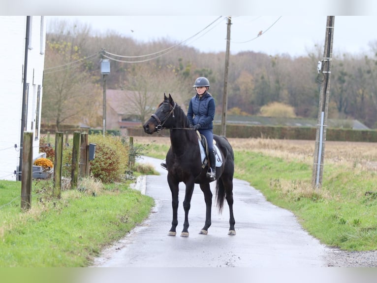 Irish Sport Horse Gelding 9 years 15,2 hh Black in Bogaarden