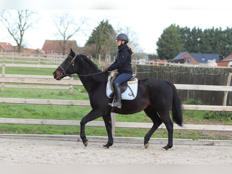 Irish Sport Horse Gelding 9 years 15,2 hh Black in Bogaarden