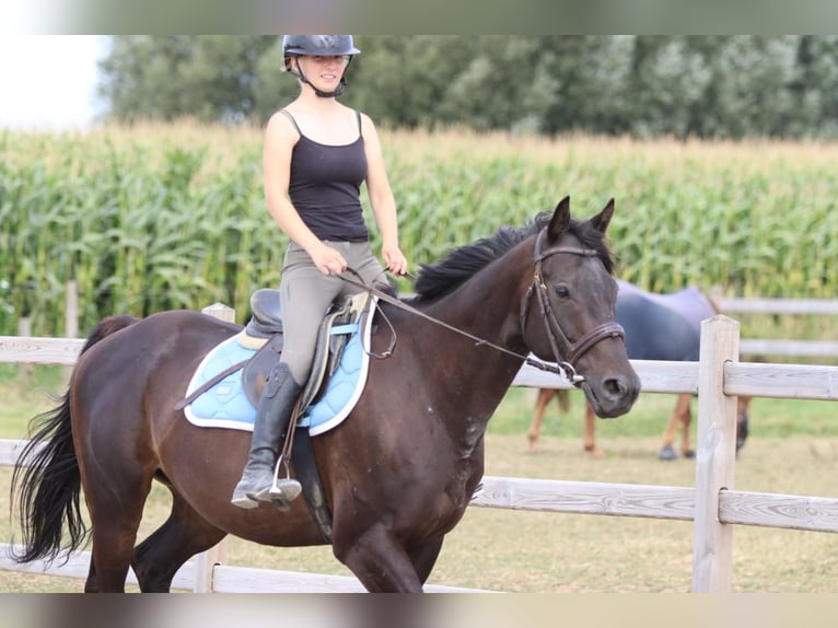 Irish Sport Horse Gelding 9 years 15,2 hh Brown in Bogaarden