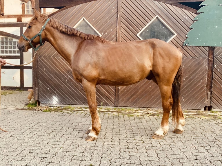 Irish Sport Horse Gelding 9 years 15,2 hh Chestnut-Red in Elze Esbeck