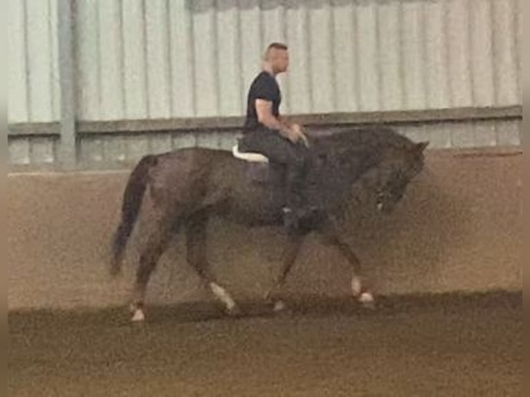 Irish Sport Horse Gelding 9 years 15,2 hh Chestnut-Red in Elze Esbeck