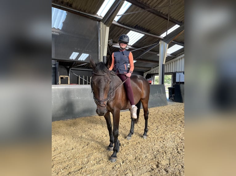 Irish Sport Horse Mix Gelding 9 years 15,3 hh Brown in Enschede