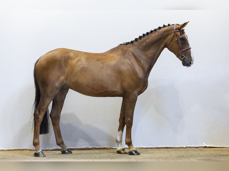 Irish Sport Horse Gelding 9 years 16.1 hh Brown in Waddinxveen