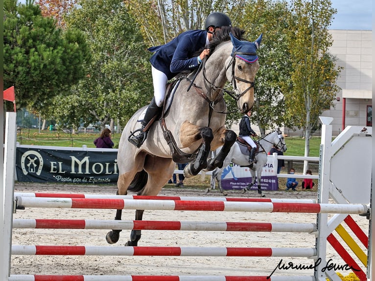 Irish Sport Horse Gelding 9 years 16,1 hh Dun in Piñuécar, Madrid