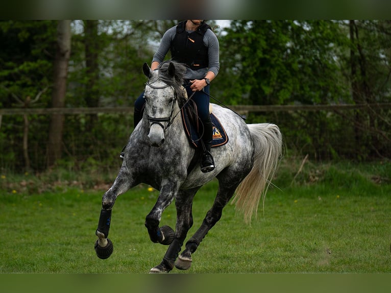 Irish Sport Horse Gelding 9 years 16,1 hh Gray-Dapple in Hanstedt