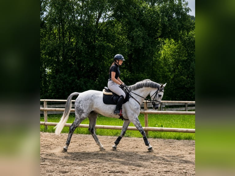 Irish Sport Horse Gelding 9 years 16.1 hh Grey in Gummern