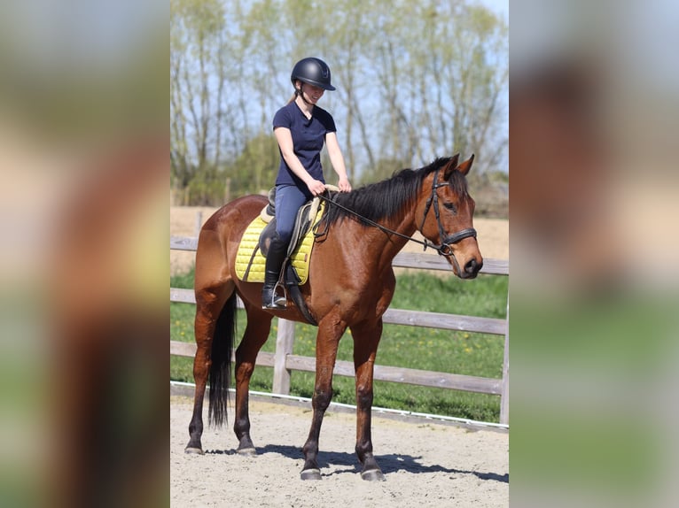 Irish Sport Horse Gelding 9 years 16.2 hh Brown in Heikruis