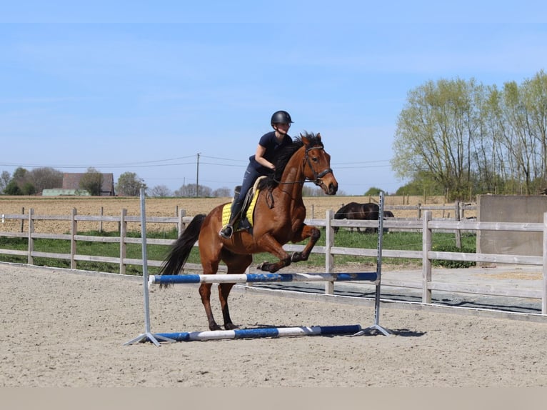 Irish Sport Horse Gelding 9 years 16.2 hh Brown in Heikruis