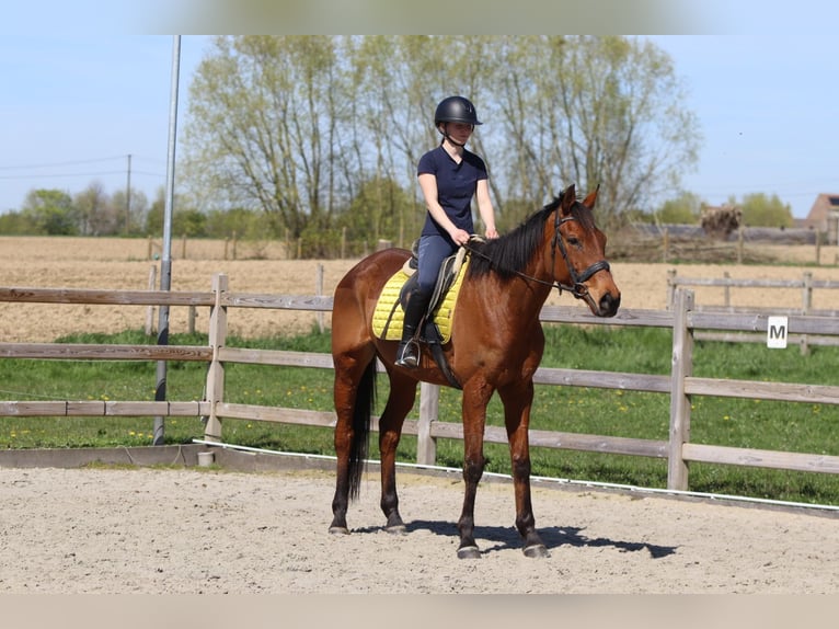 Irish Sport Horse Gelding 9 years 16.2 hh Brown in Heikruis