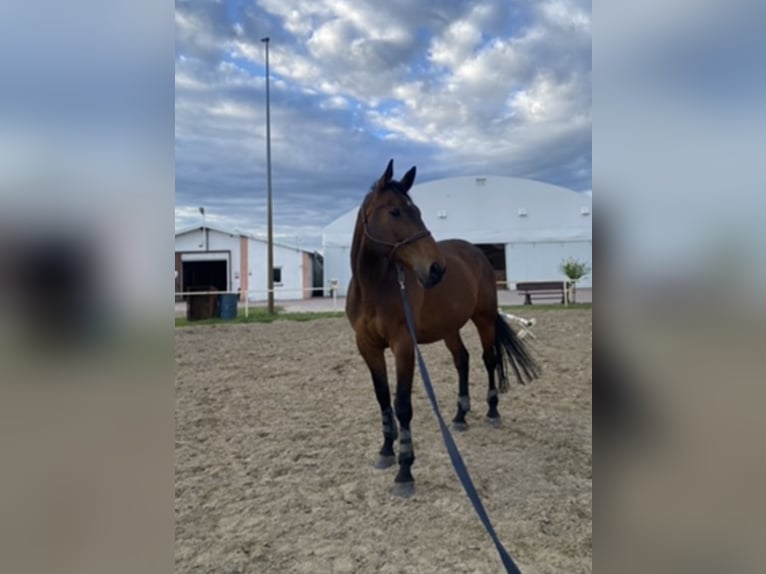 Irish Sport Horse Gelding 9 years 16,3 hh Bay in Nowe Dąbie