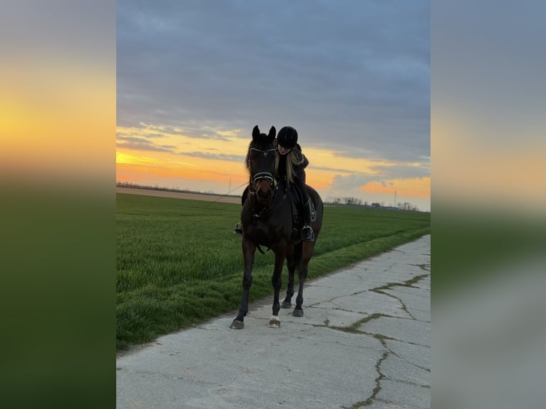 Irish Sport Horse Gelding 9 years 16 hh Bay-Dark in Wesseling
