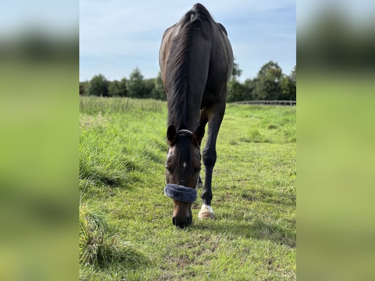 Irish Sport Horse Gelding 9 years 16 hh Bay-Dark in Wesseling