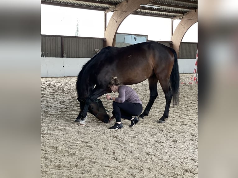 Irish Sport Horse Gelding 9 years 16 hh Bay-Dark in Wesseling
