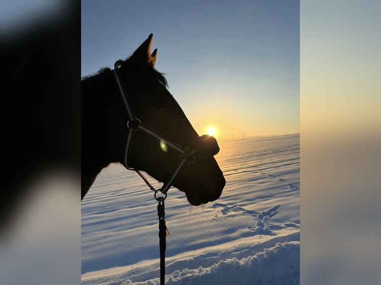 Irish Sport Horse Gelding 9 years 16 hh Bay-Dark in Wesseling
