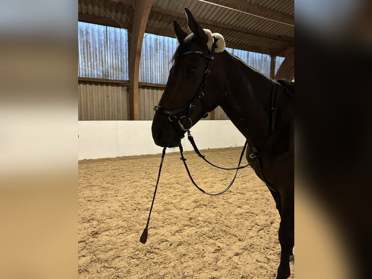 Irish Sport Horse Gelding 9 years 16 hh Bay-Dark in Wesseling