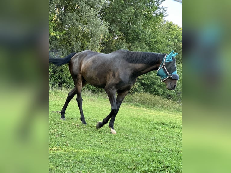 Irish Sport Horse Gelding 9 years 16 hh Bay-Dark in Wesseling
