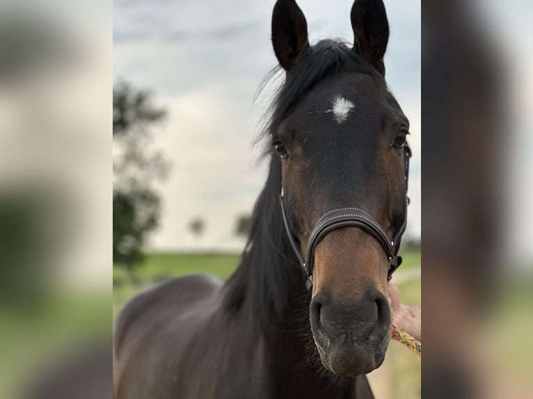 Irish Sport Horse Gelding 9 years 16 hh Bay-Dark in Wesseling