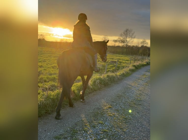 Irish Sport Horse Gelding 9 years 16 hh Bay-Dark in Wesseling