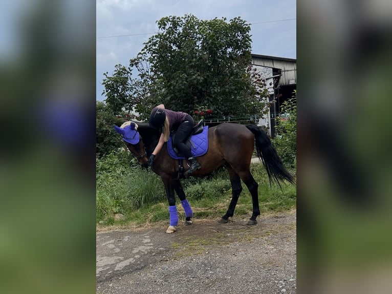 Irish Sport Horse Gelding 9 years 16 hh Bay-Dark in Wesseling