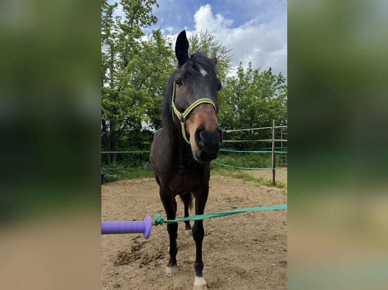 Irish Sport Horse Gelding 9 years 16 hh Bay-Dark in Wesseling