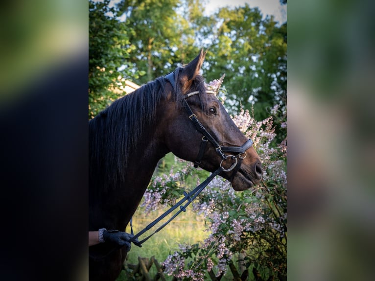 Irish Sport Horse Gelding 9 years 16 hh Bay-Dark in Wesseling