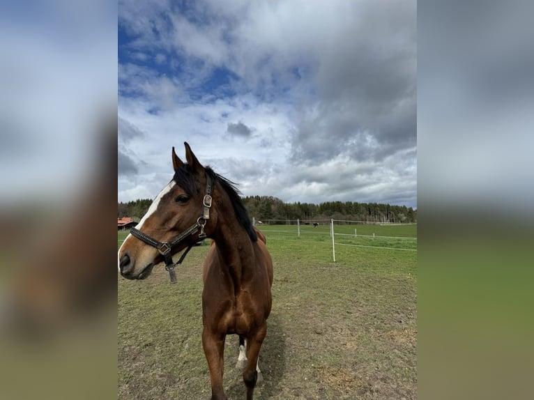 Irish Sport Horse Gelding 9 years 16 hh Brown in Kastenseeon