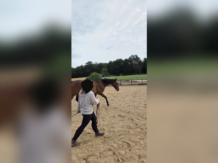 Irish Sport Horse Gelding 9 years 16 hh Brown in Wolfhagen