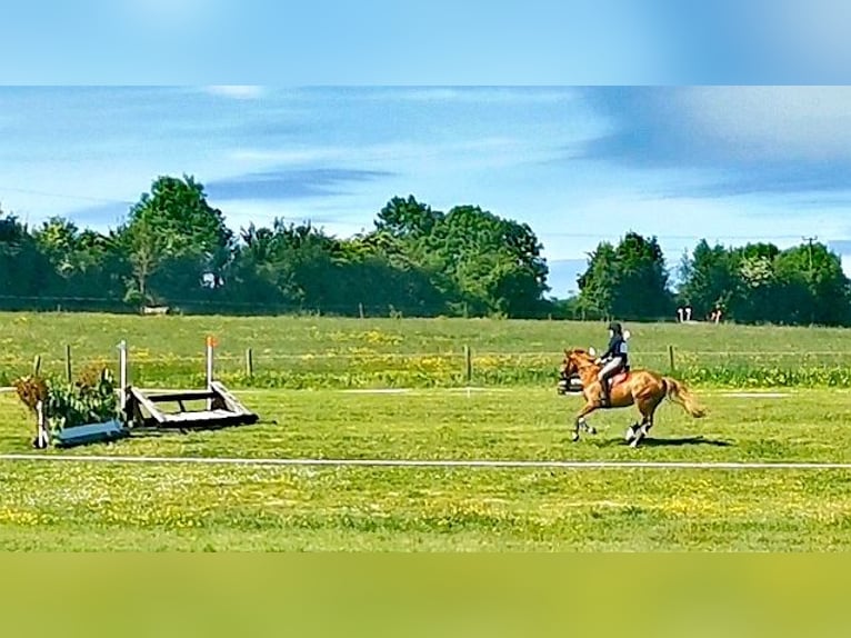 Irish Sport Horse Gelding 9 years 16 hh Chestnut in Galway