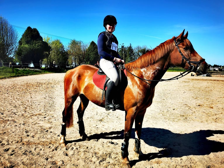 Irish Sport Horse Gelding 9 years 16 hh Chestnut in Galway