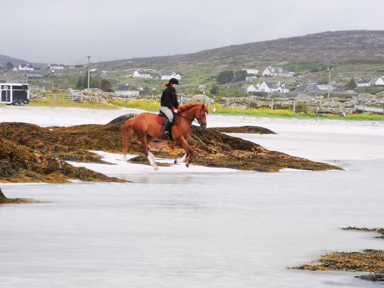 Irish Sport Horse Gelding 9 years 16 hh Chestnut in Galway