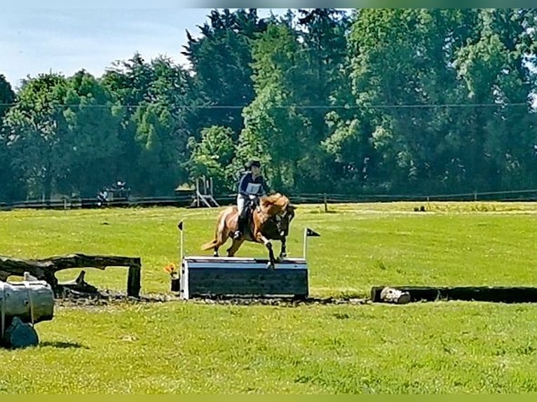 Irish Sport Horse Gelding 9 years 16 hh Chestnut in Galway