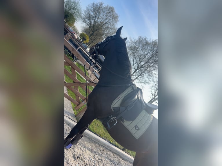 Irish Sport Horse Gelding 9 years 16,2 hh Bay-Dark in Moergestel