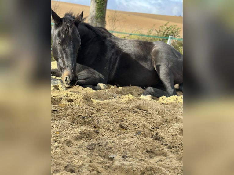 Irish Sport Horse Gelding 9 years 16,2 hh Brown in Witzenhausen