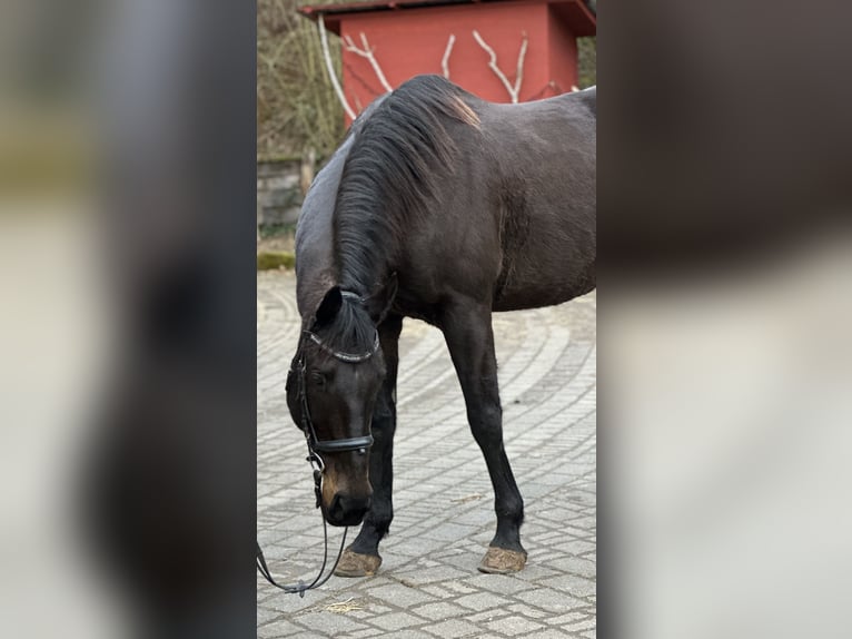 Irish Sport Horse Gelding 9 years 16,2 hh Brown in Witzenhausen