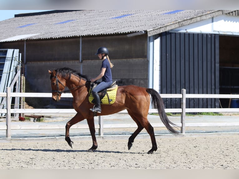 Irish Sport Horse Gelding 9 years 16,2 hh Brown in Heikruis