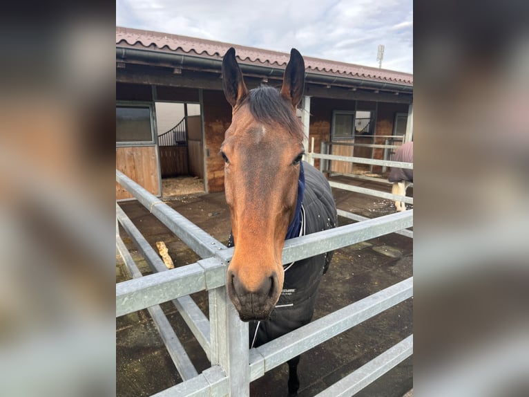 Irish Sport Horse Gelding 9 years 16,2 hh Brown in Auw