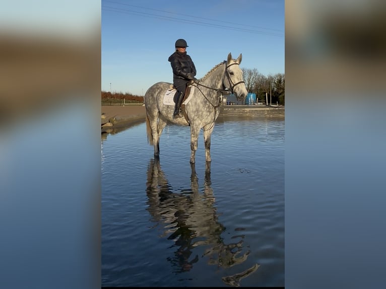 Irish Sport Horse Gelding 9 years 16,2 hh Grey in Down