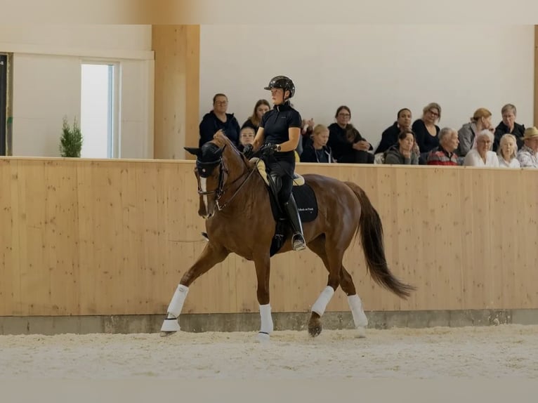 Irish Sport Horse Gelding 9 years 17,1 hh Chestnut-Red in Hattula