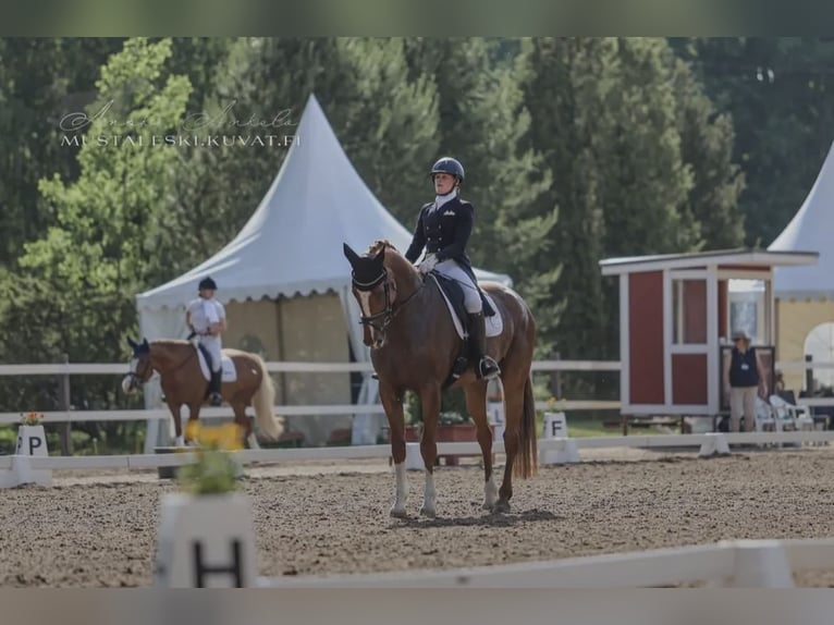 Irish Sport Horse Gelding 9 years 17,1 hh Chestnut-Red in Hattula