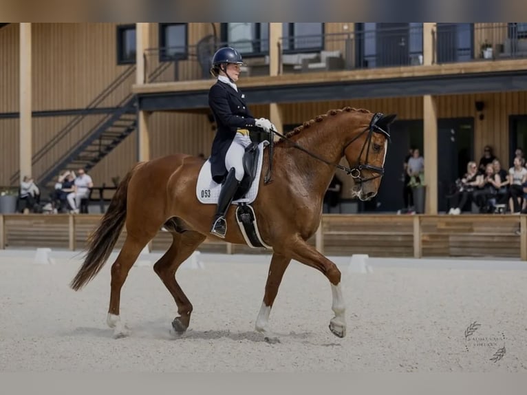 Irish Sport Horse Gelding 9 years 17,1 hh Chestnut-Red in Hattula