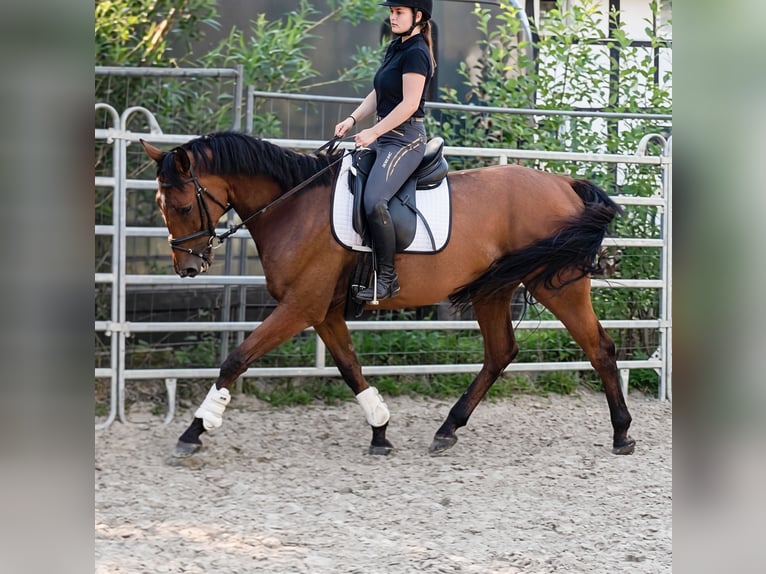 Irish Sport Horse Gelding 9 years 17 hh Brown in Blomberg