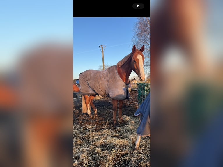Irish Sport Horse Gelding 9 years 17 hh Chestnut-Red in Neu Wulmstorf