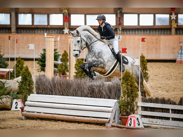 Irish Sport Horse Gelding 9 years 17,1 hh Grey in Weite