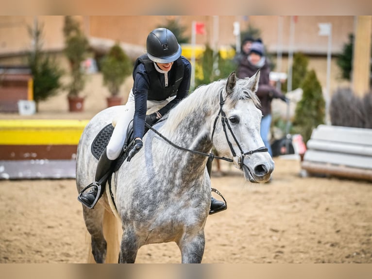 Irish Sport Horse Gelding 9 years 17,1 hh Grey in Weite