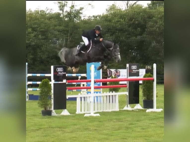 Irish sport horse Hengst 11 Jaar 168 cm Schimmel in Galway